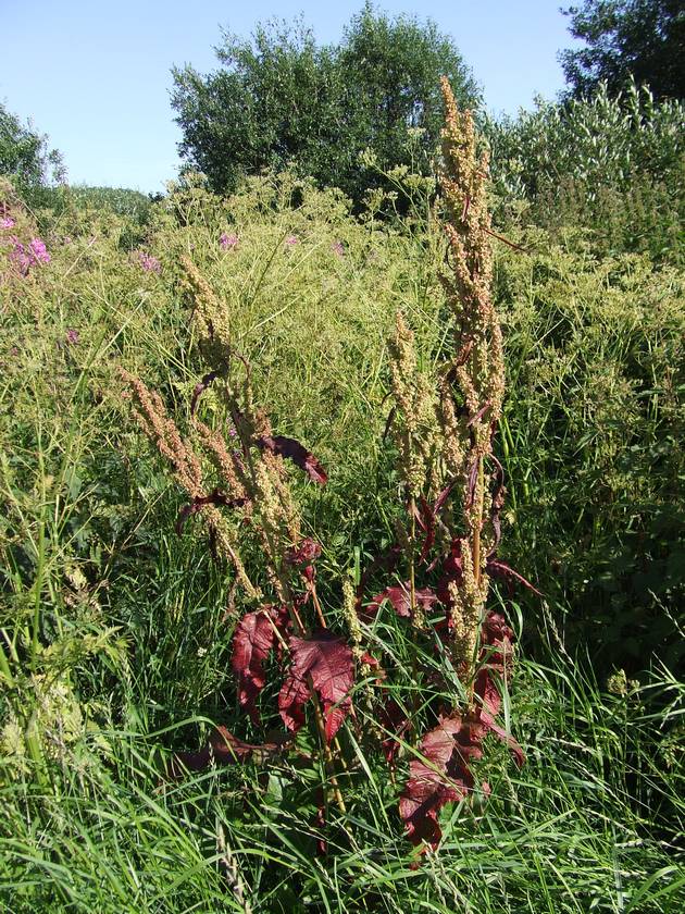 Изображение особи Rumex longifolius.