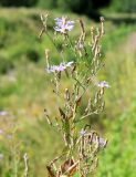 Lactuca tatarica