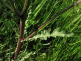 Senecio vernalis