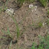 Allium anisopodium