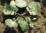 Cardamine regeliana