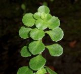 Sedum stoloniferum