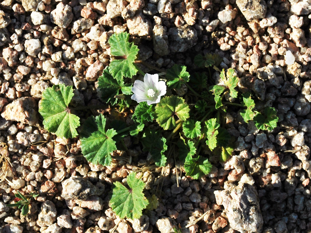 Изображение особи Malva neglecta.