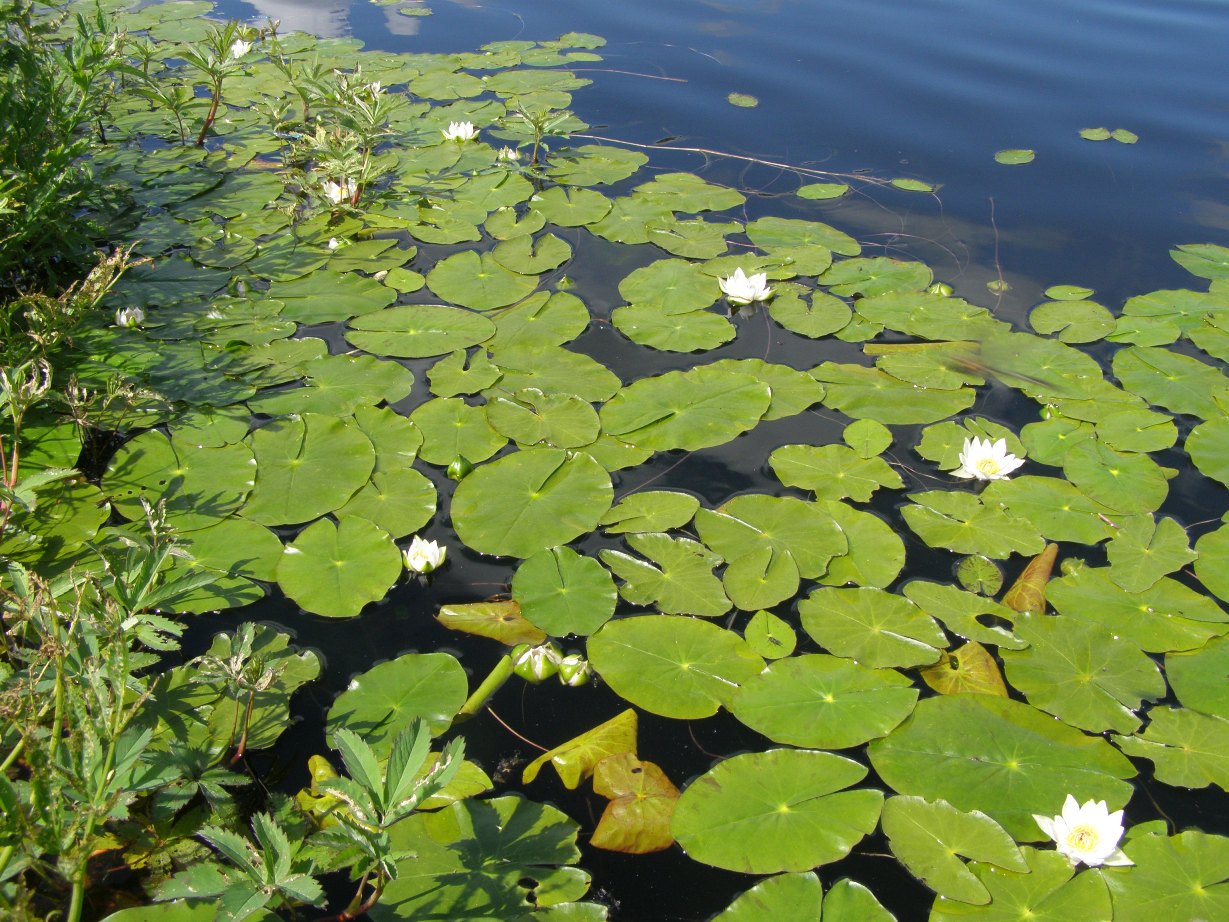 Изображение особи Nymphaea tetragona.