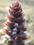 Ajuga orientalis