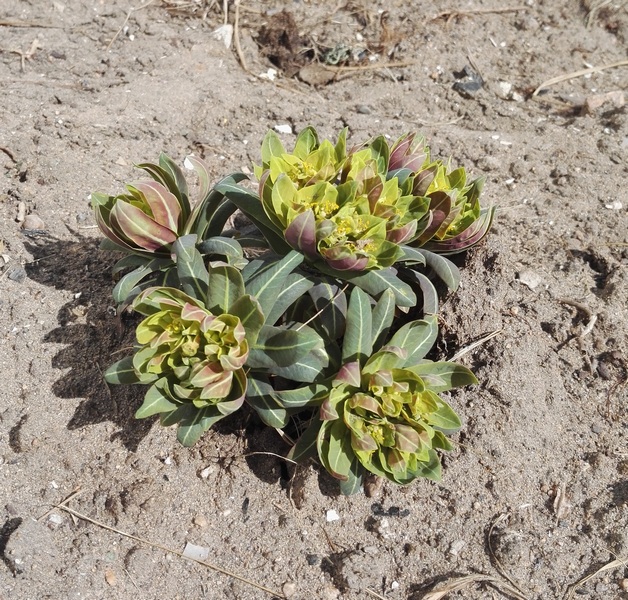 Изображение особи Euphorbia fischeriana.