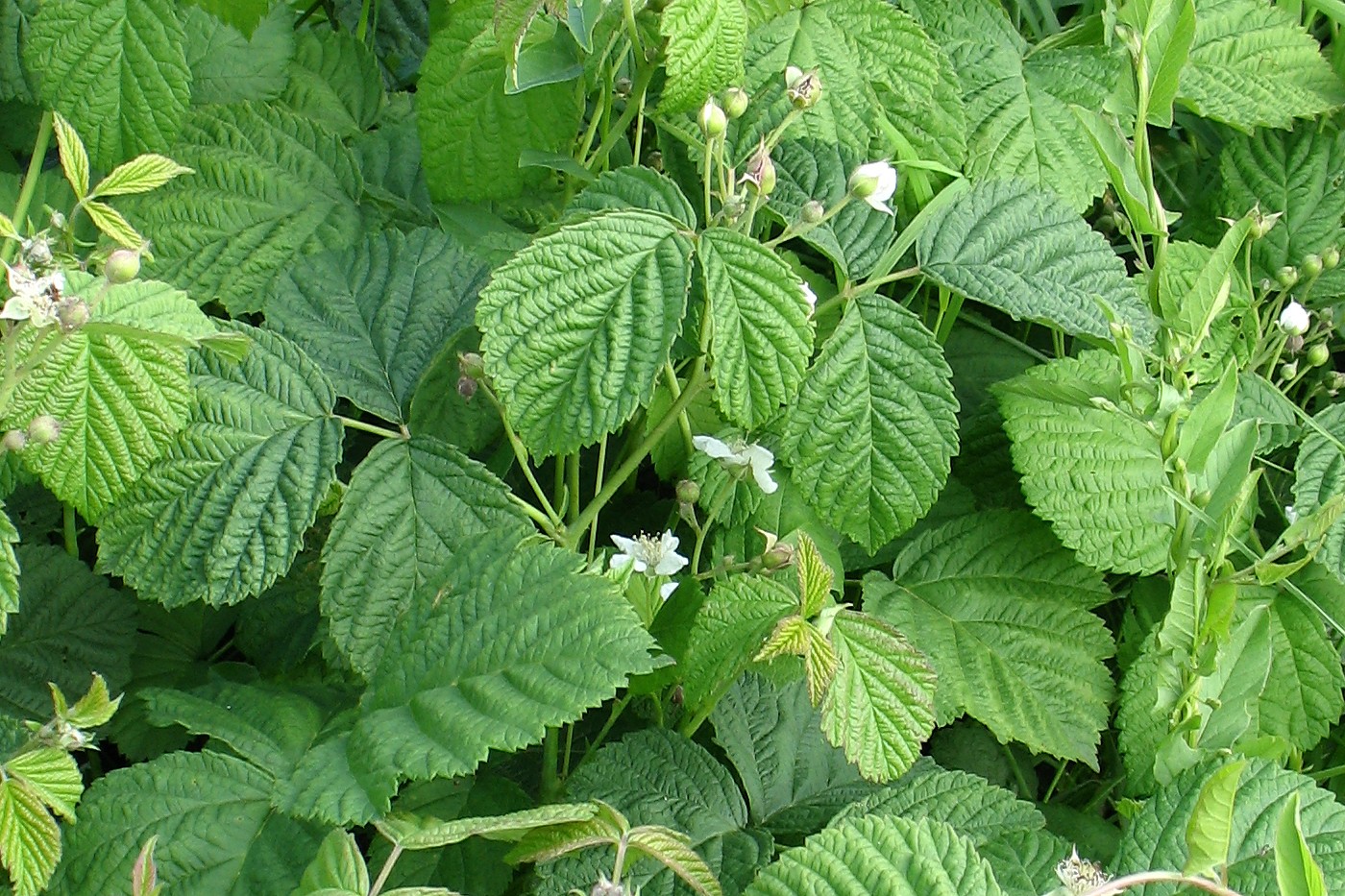 Изображение особи Rubus caesius.