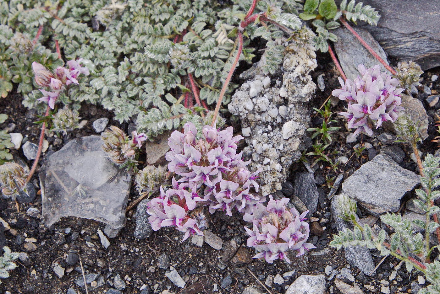 Изображение особи Oxytropis tianschanica.