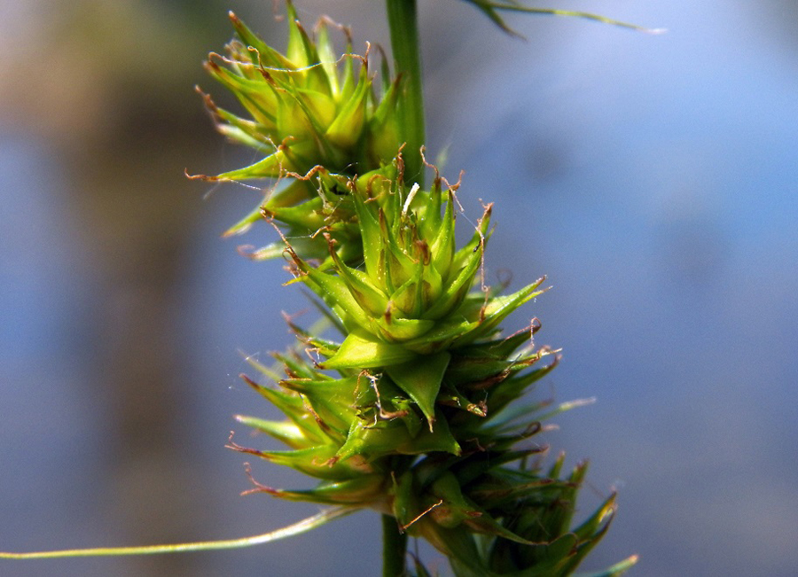 Изображение особи Carex otrubae.