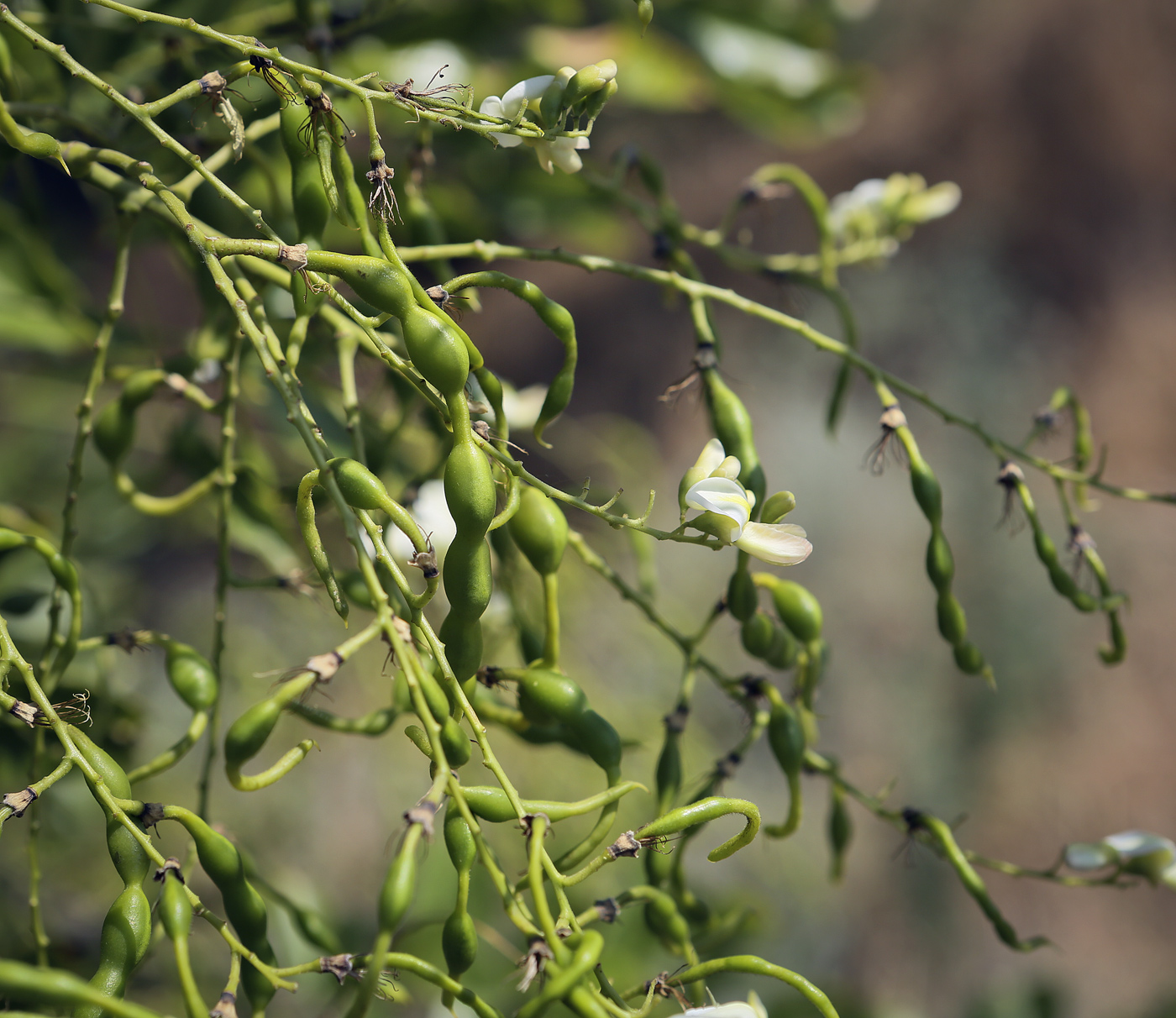 Изображение особи Styphnolobium japonicum.