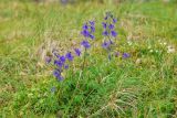 Delphinium chamissonis. Цветущее растение. Чукотка, побережье бухты Провидения, луг. 02.08.2013.