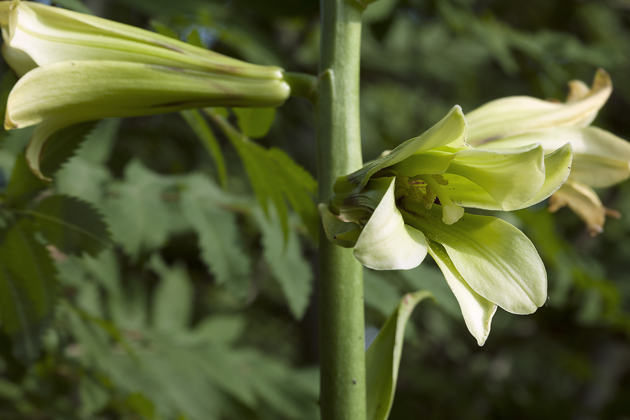 Изображение особи Cardiocrinum cordatum.