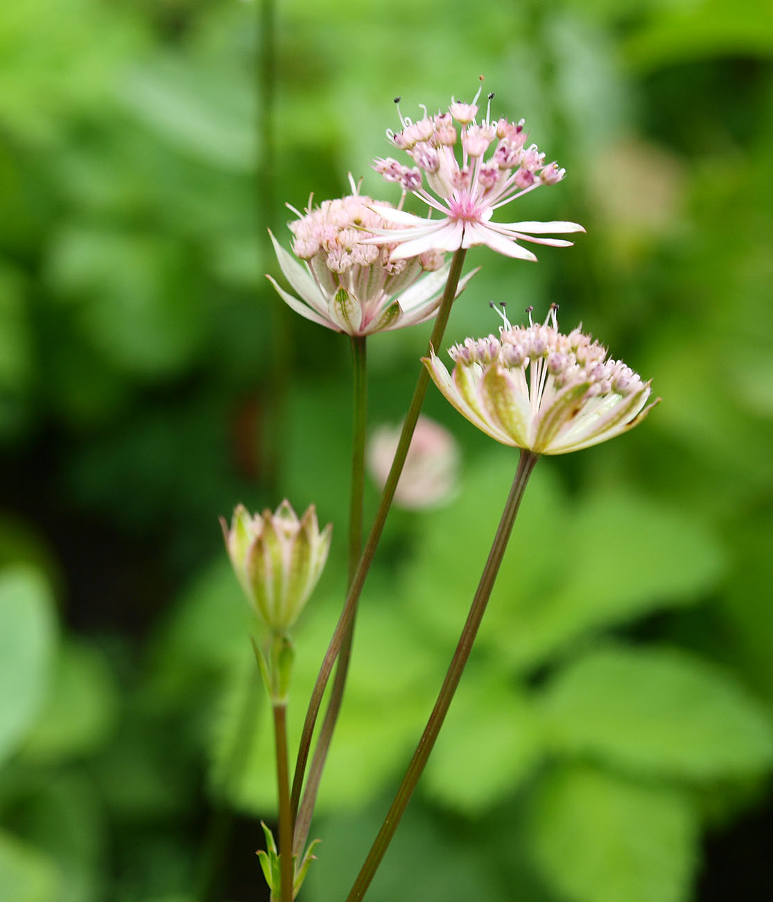 Image of Astrantia colchica specimen.