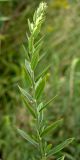 Genista tinctoria. Побег с бутонами. Нидерланды, провинция Drenthe, окр. деревни Eelderwolde, луг у полосы отчуждения автомобильной дороги. 4 июля 2008 г.