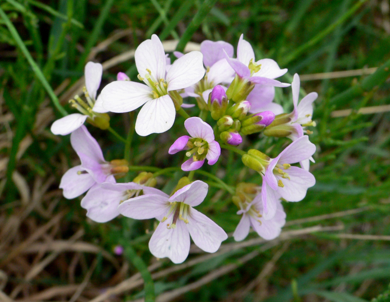 Изображение особи Cardamine pratensis.