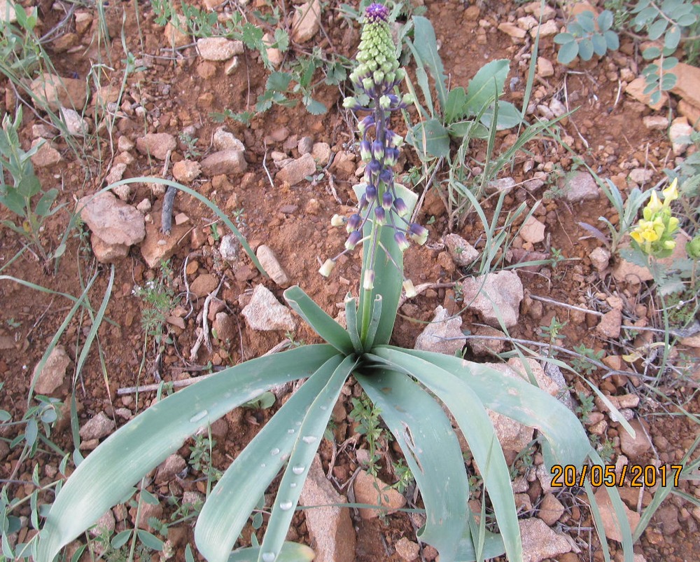 Изображение особи Leopoldia longipes.