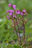 Pedicularis nordmanniana. Цветущее растение. Карачаево-Черкесия, Зеленчукский р-н, окр. пос. Архыз, хребет Абишира-Ахуба, южный склон пер. Федосеева, ≈ 2800 м н.у.м., каменистый склон. 30.07.2018.