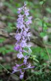 Orchis mascula