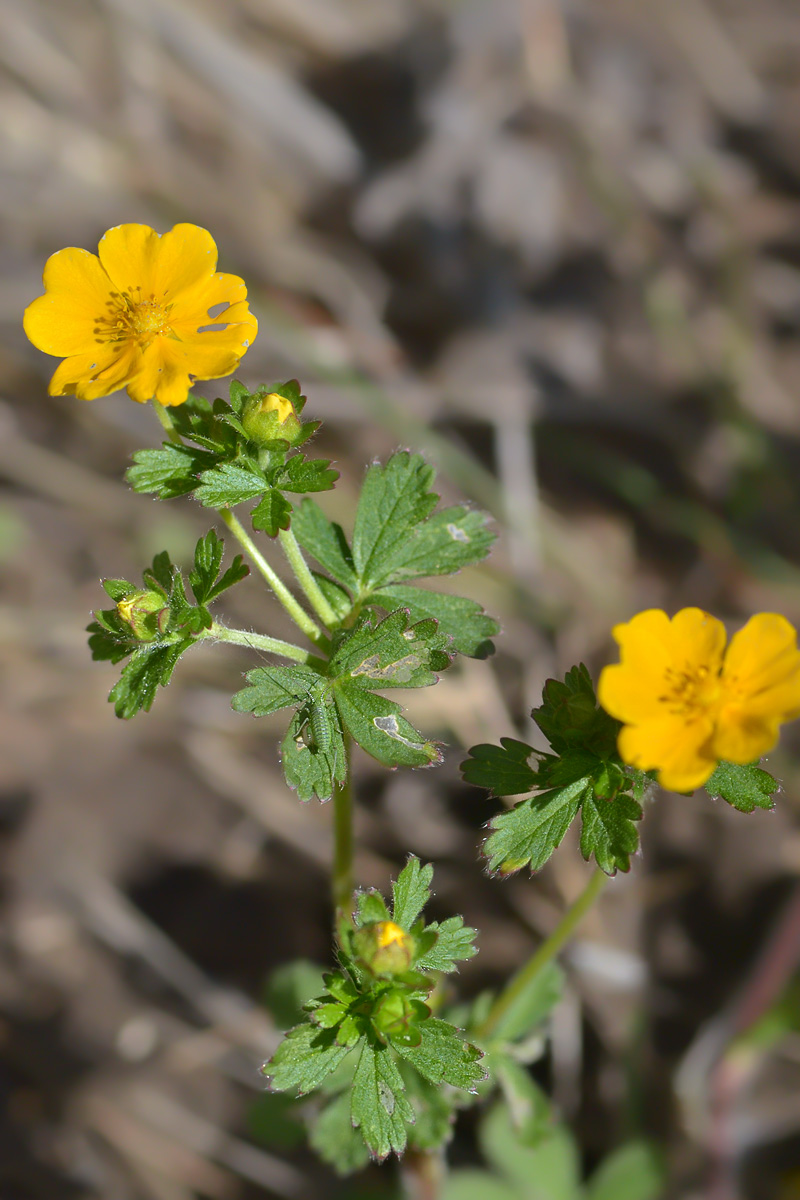 Изображение особи род Potentilla.