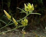 Convolvulus holosericeus