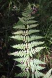 Dryopteris carthusiana