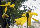 Rudbeckia laciniata