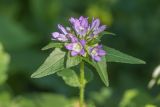 Campanula maleevii. Верхушка побега с соцветием. Краснодарский край, Кавказский биосферный заповедник, долина р. Малая Лаба, поляна в широколиственном лесу. 17.07.2021.