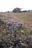 genus Myosotis