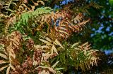 Polypodium cambricum. Засыхающие вайи с сорусами. Грузия, Аджария, Батумский ботанический сад, поросший мхами ствол дерева. 16.06.2023.