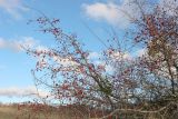 род Crataegus. Покоящиеся ветви с плодами. Краснодарский край, Крымский р-н, окр. станицы Неберджаевская, каменистая поляна. 20.12.2023.