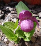 Cypripedium macranthos