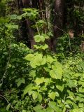 Humulus lupulus