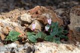 Cyclamen persicum. Цветущее растение. Израиль, г. Тель-Авив, парк Аяркон, сад кактусов, между камней. 22.11.2023.