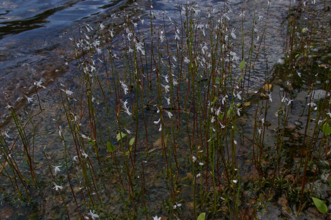 Image of Lobelia dortmanna specimen.