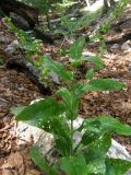 Cynoglossum germanicum. Цветущее и плодоносящее растение. Горный Крым, Главная гряда, ущ. Авунда. 20 июля 2009 г.