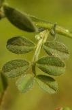 Vicia amphicarpa