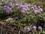 Thymus hirticaulis. Цветущее растение на моховой подстилке. Свердловская обл., окр. г. Североуральск, правый берег канала Дублёр в районе известнякового карьера. 13.07.2011.