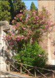Nerium oleander. Цветущее растение. Италия, г. Рим, в культуре. 27 июля 2010 г.
