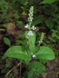 Veronica officinalis. Верхушка побега с соцветиями. Окр. Томска, берёзовый лес. 18.06.2011.