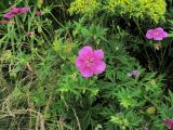 Geranium soboliferum