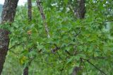 Betula dauurica. Ветвь. Хабаровский край, сопка Двух Братьев. 26.07.2012.