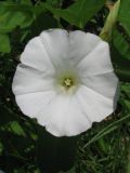 Calystegia sepium