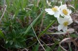 Anemonastrum brevipedunculatum