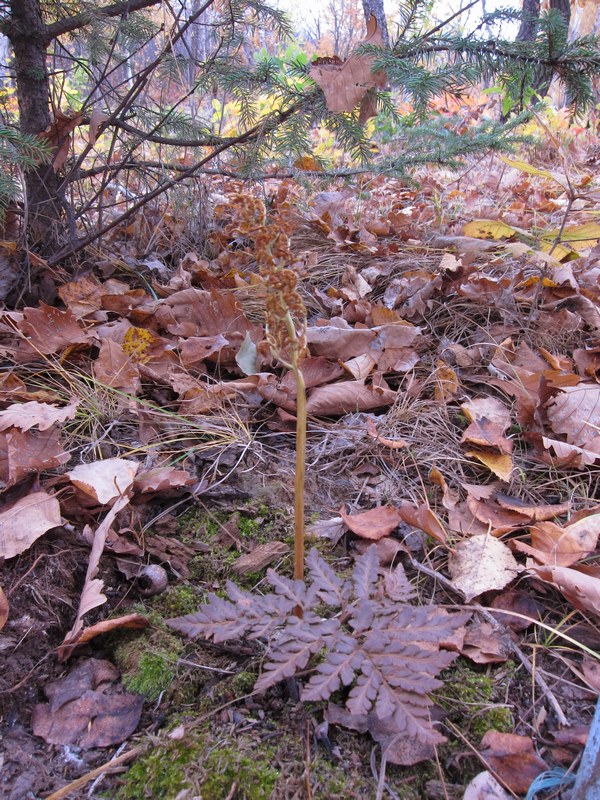 Image of Botrychium robustum specimen.