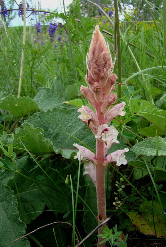 Изображение особи Orobanche alba.