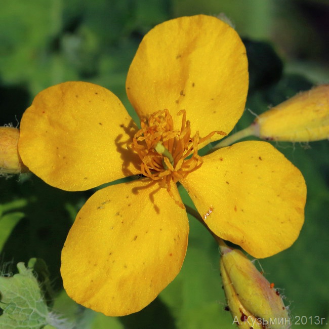 Image of Chelidonium majus specimen.