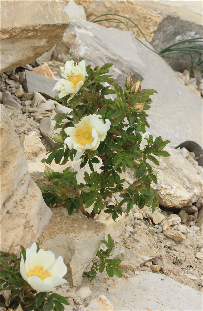 Image of Rosa spinosissima specimen.