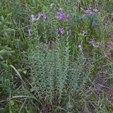 Linum heterosepalum. Цветущее растение. Южный Казахстан, Кунгей Алатау, окр. Первого Кульсайского оз. 05.07.2013.