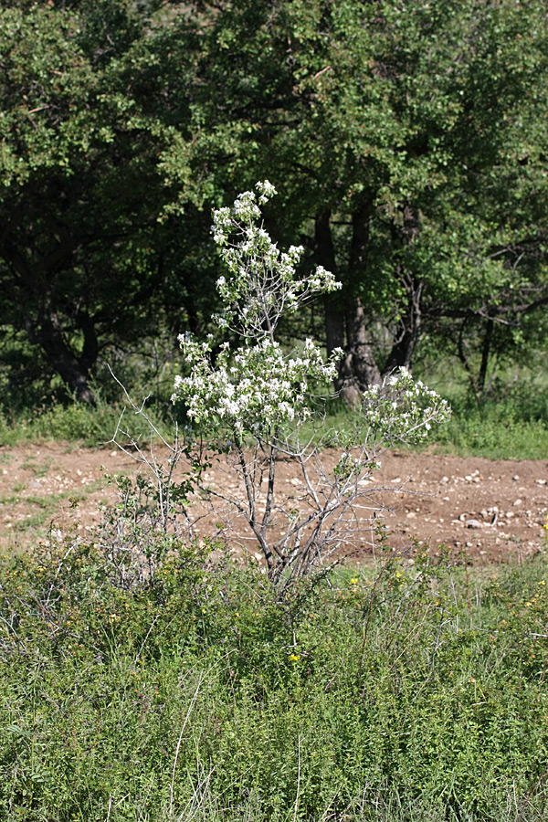 Изображение особи Lonicera nummulariifolia.