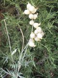 Astragalus krauseanus